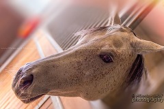 _DSC1672-Edit_most.podz.dostihy