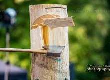 _DSC6614drevo
