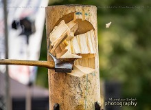 _DSC6838drevo